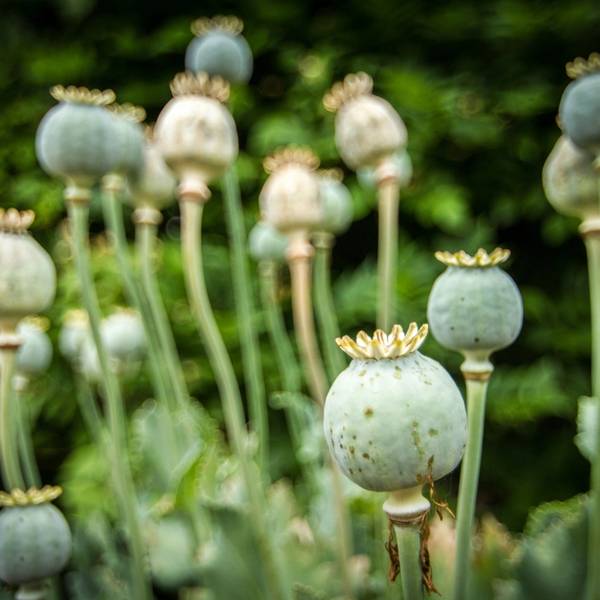 برنامه ۱۰ ساله سازمان سیا برای کاهش کیفیت خشخاش افغانستان فاش شد