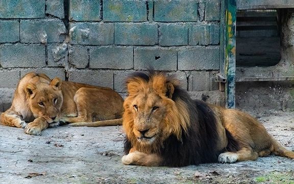 فرمانده انتظامی ساری: سارقانی که شیر باغوحش ساری را دزدیده و فروختند، بازداشت شدند