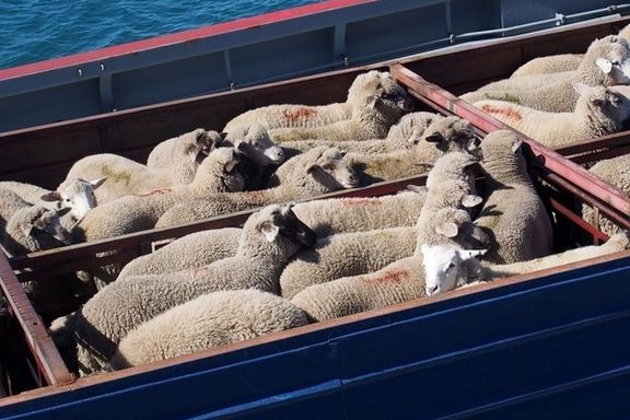 پایگاه خبری فرارو: تجارت گوسفند زنده در یکسال گذشته از طلا و ارز سودآورتر بوده است