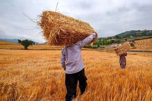 Iranian wheat farmers face planting cash crunch as payments lag, rial slides