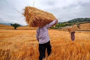 Iranian wheat farmers face planting cash crunch as payments lag, rial slides