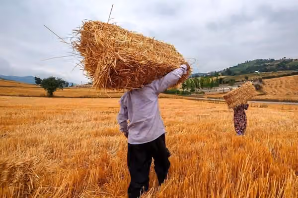 Iranian wheat farmers face planting cash crunch as payments lag, rial slides
