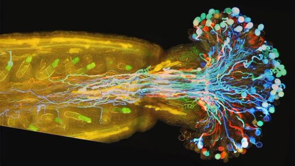 کشف جدید دانشمندان درباره فرایند شگفتانگیز تولیدمثل گلها و گیاهان