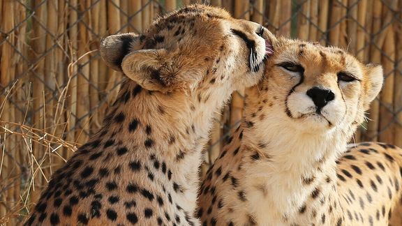 دامپزشک متخصص: احتمالا «ایران» و جفتش خویشاوندی زیادی داشته باشند