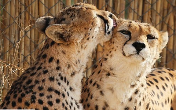 سازمان حفاظت محیط زیست خبر داد؛ احتمالا «ایران» باردار است