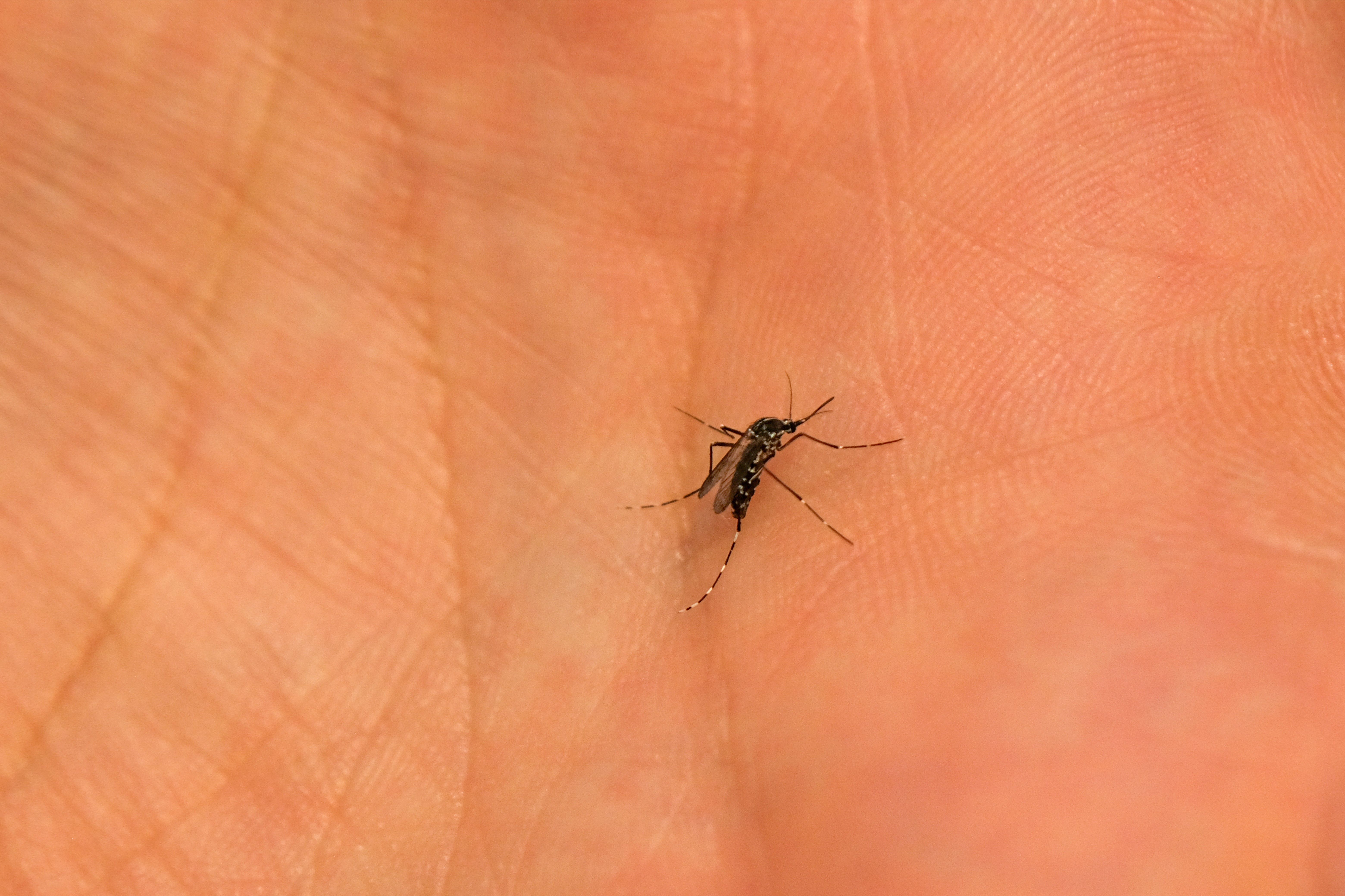 افزایش ابتلا به تب دنگی در ایران به هزار و ۹۷ مورد 