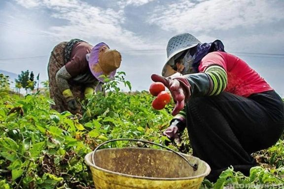 زنان کارگر گوجهچین کهگیلویه برای لقمهای نان جان میدهند